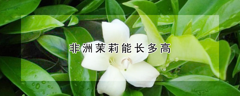 非洲茉莉能長(zhǎng)多高