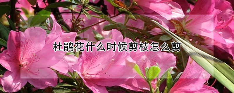 杜鵑花什么時候剪枝怎么剪