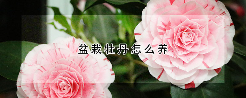 盆栽牡丹怎么養(yǎng)