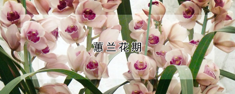 蕙蘭花期