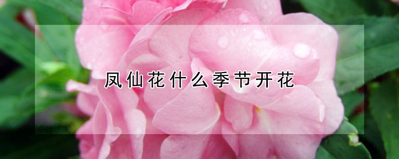 鳳仙花什么季節開花