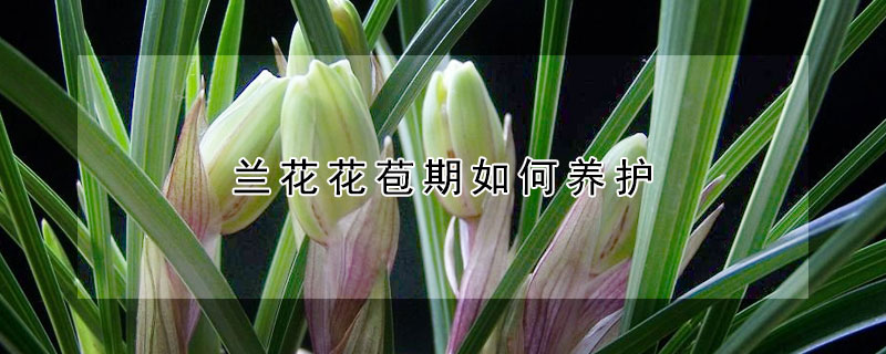 蘭花花苞期如何養(yǎng)護(hù)