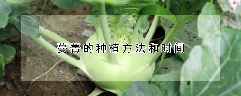 蔓菁的種植方法和時間