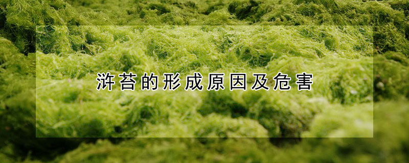 滸苔的形成原因及危害