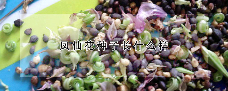 鳳仙花種子長什么樣