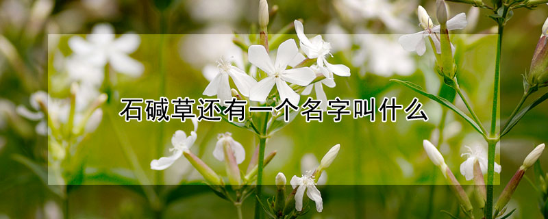 石堿草還有一個名字叫什么