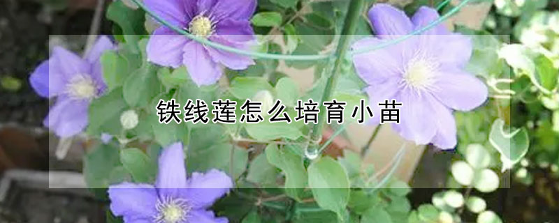 鐵線蓮怎么培育小苗