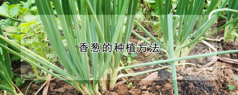 香蔥的種植方法