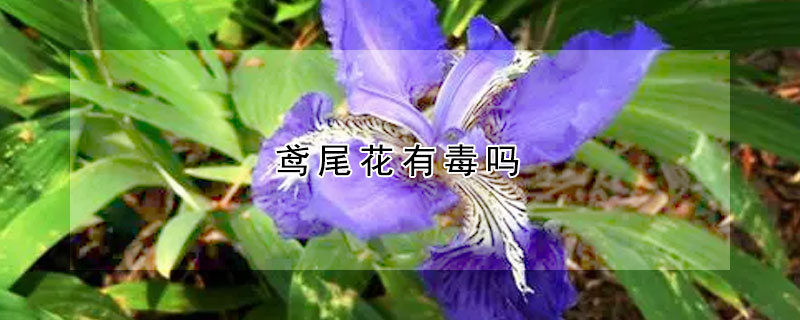 鳶尾花有毒嗎