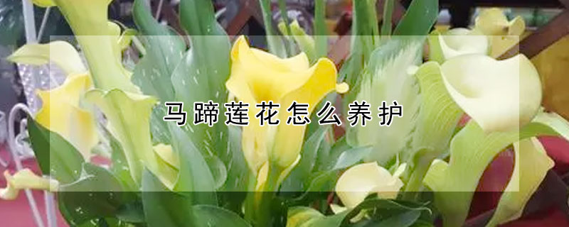 馬蹄蓮花怎么養(yǎng)護(hù)