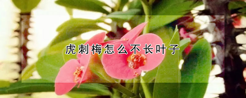 虎刺梅怎么不長(zhǎng)葉子