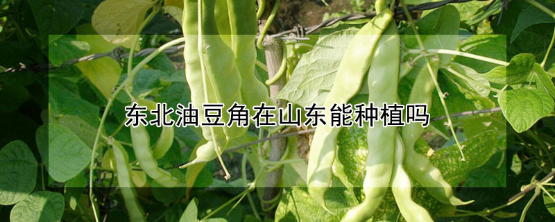 東北油豆角在山東能種植嗎