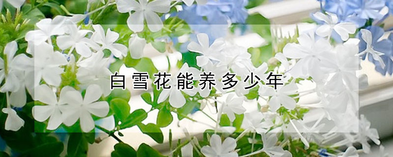 白雪花能養(yǎng)多少年