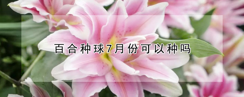 百合種球7月份可以種嗎