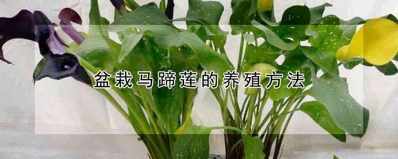 盆栽馬蹄蓮的養(yǎng)殖方法