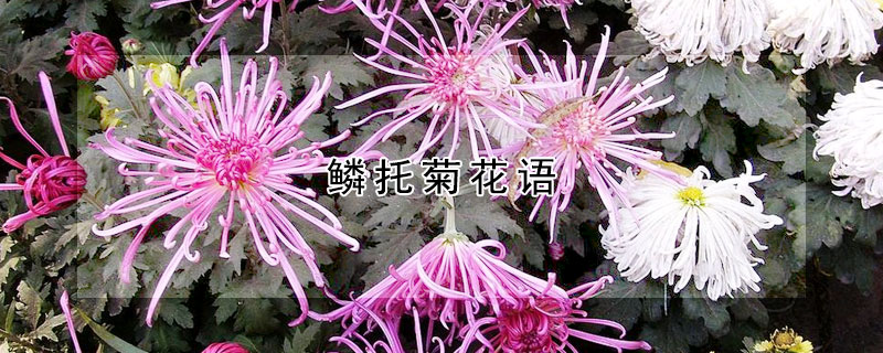 鱗托菊花語