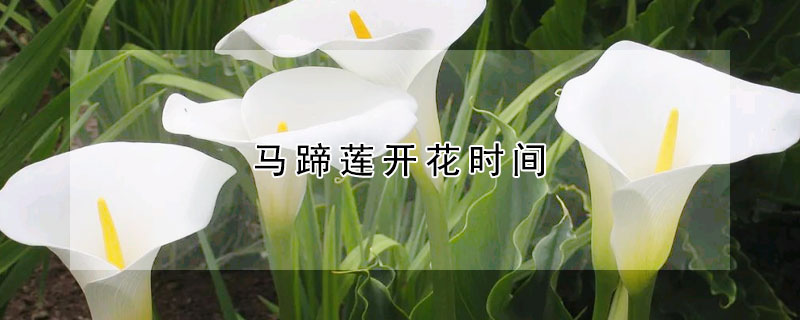 馬蹄蓮開(kāi)花時(shí)間