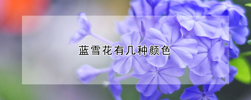 藍(lán)雪花有幾種顏色