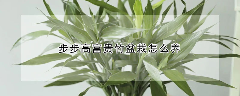 步步高富貴竹盆栽怎么養(yǎng)