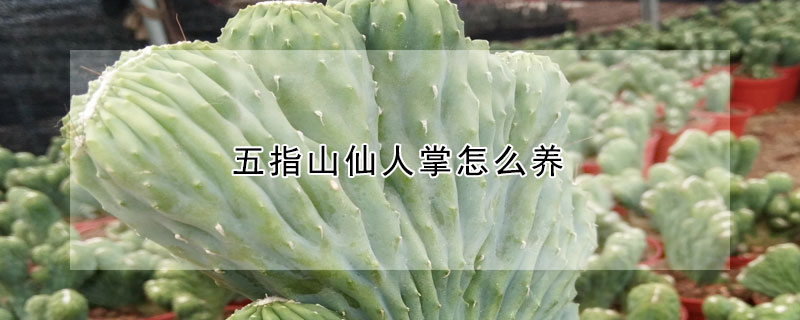 五指山仙人掌怎么養(yǎng)