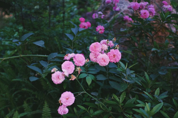 薔薇扦插最簡單方法 薔薇花怎么扦插