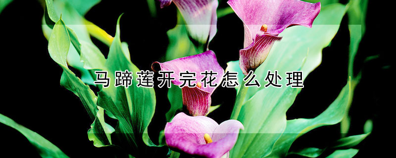 馬蹄蓮開(kāi)完花怎么處理