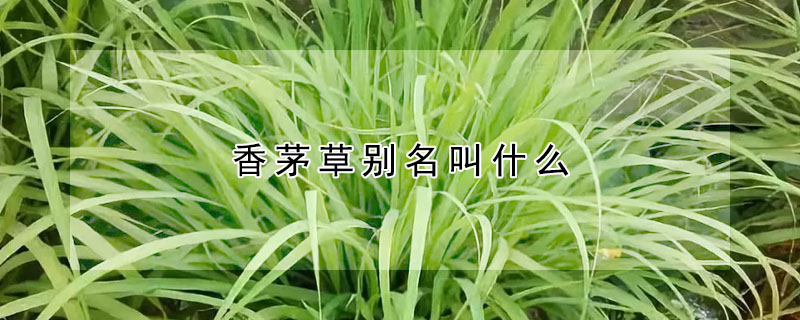 香茅草別名叫什么