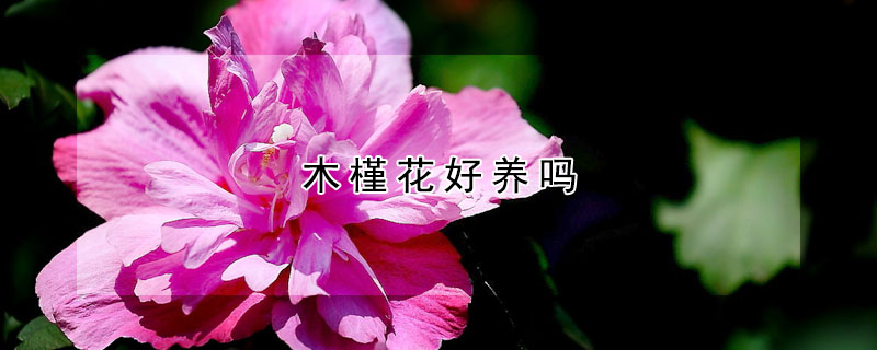 木槿花好養(yǎng)嗎