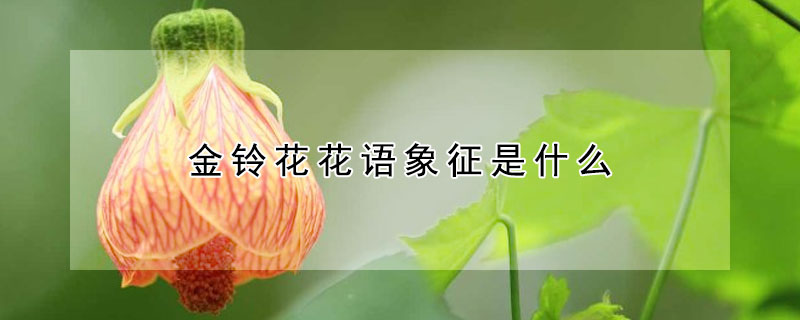 金鈴花花語象征是什么