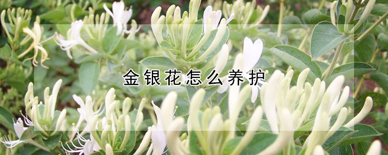 金銀花怎么養(yǎng)護(hù)