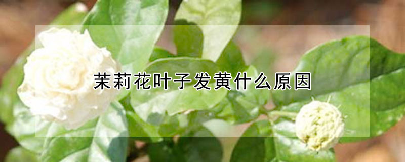 茉莉花葉子發(fā)黃什么原因