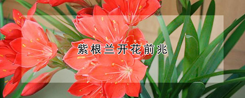 紫根蘭開花前兆