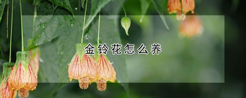 金鈴花怎么養