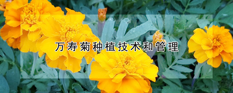 萬壽菊種植技術(shù)和管理