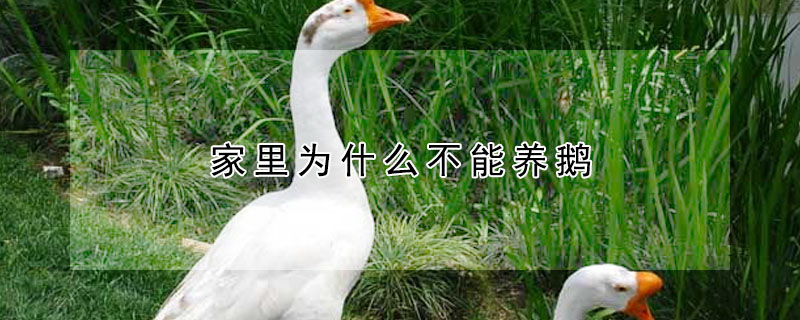 家里為什么不能養(yǎng)鵝