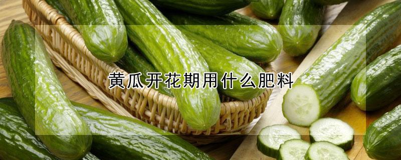 黃瓜開花期用什么肥料