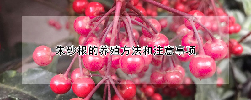 朱砂根的養(yǎng)殖方法和注意事項(xiàng)