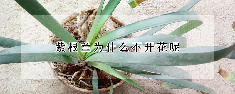 紫根蘭為什么不開花呢