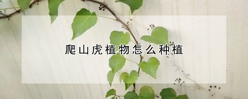 爬山虎植物怎么種植