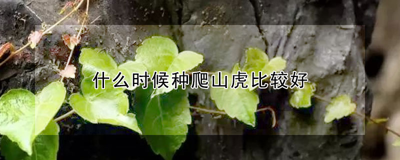 什么時候種爬山虎比較好