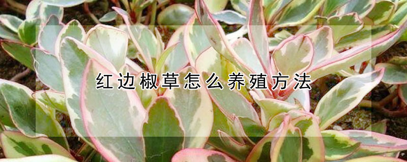 紅邊椒草怎么養(yǎng)殖方法