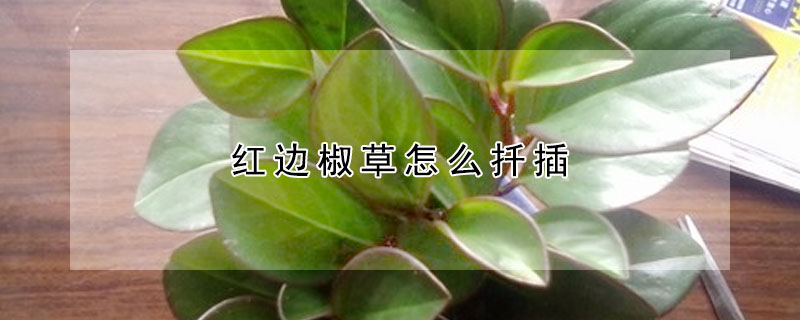 紅邊椒草怎么扦插