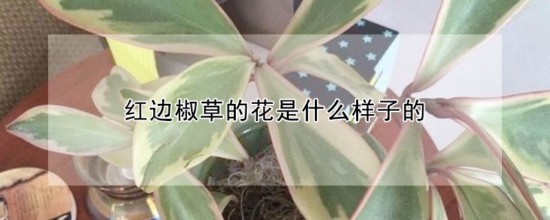 紅邊椒草的花是什么樣子的