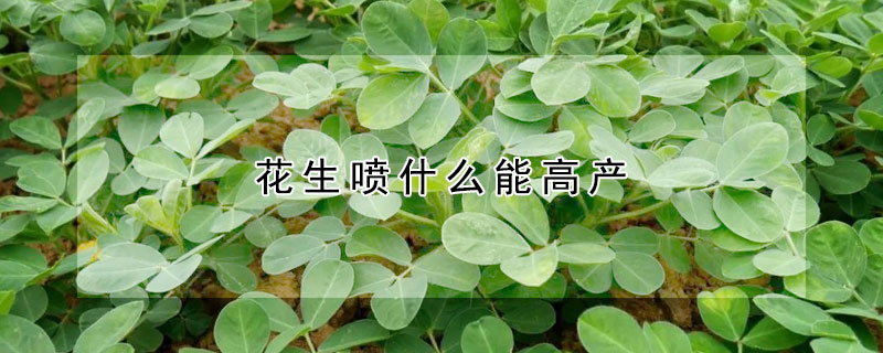 花生噴什么能高產(chǎn)