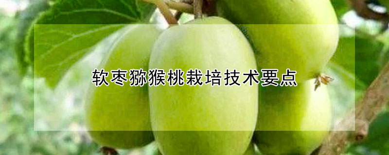 軟棗獼猴桃栽培技術(shù)要點(diǎn)