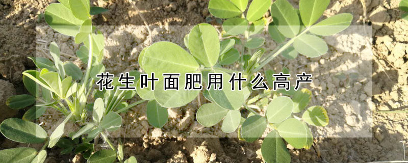 花生葉面肥用什么高產(chǎn)