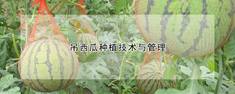 吊西瓜種植技術與管理