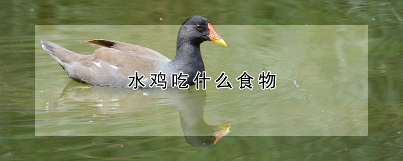 水雞吃什么食物