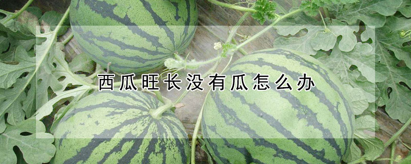 西瓜旺長(zhǎng)沒有瓜怎么辦