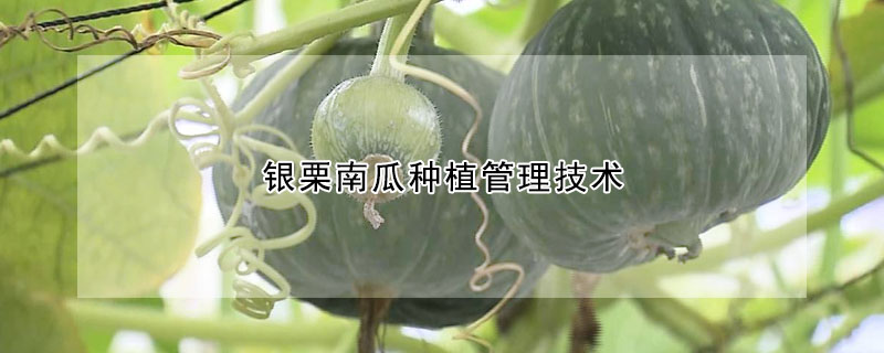 銀栗南瓜種植管理技術(shù)